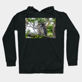 Tawny Frogmouth giving me that stare Hoodie